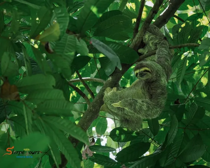 Corcovado National Park — Sirena Station — real moment 1