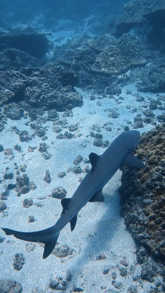 Isla del Caño Snorkeling Tour — real moment 2