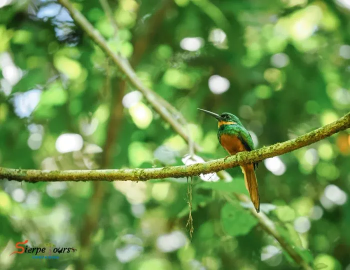Corcovado National Park — Sirena Station — real moment 2