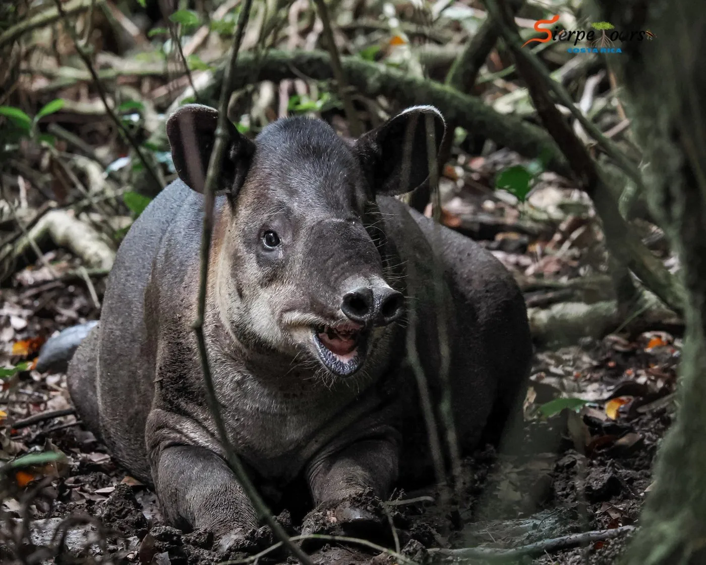Corcovado National Park — Sirena Station — Sierpe Tours