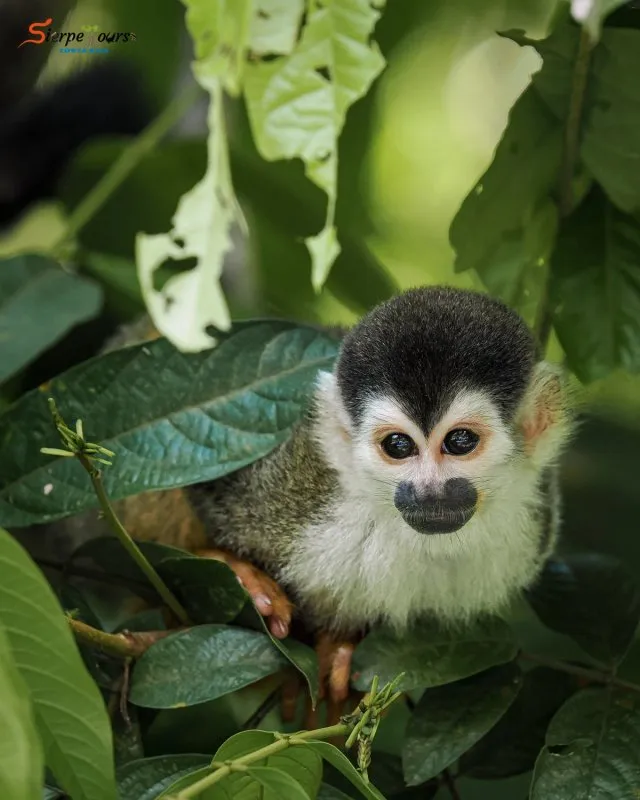 Sierpe River Wildlife Safari — Sierpe Tours