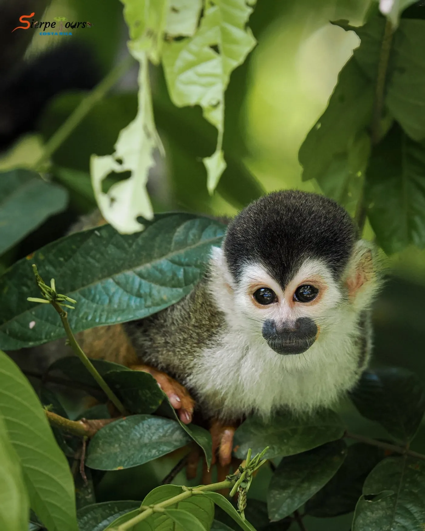 Sierpe River Wildlife Safari — Sierpe Tours