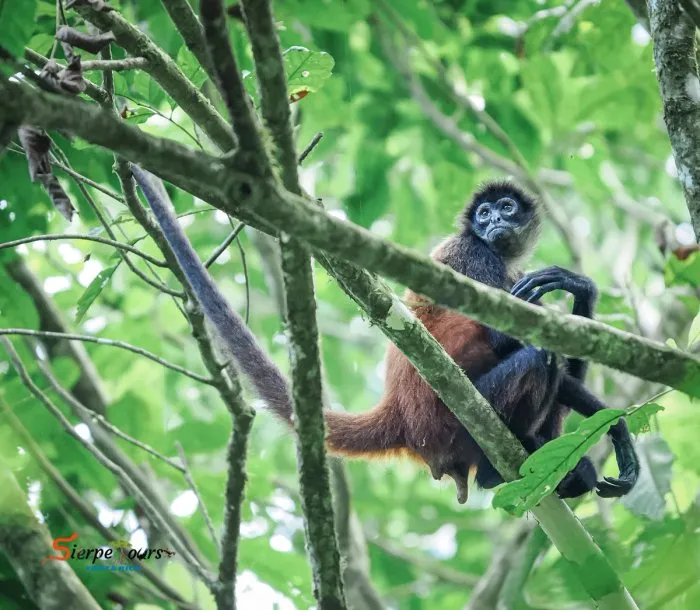 Corcovado National Park — San Pedrillo Station — real moment 3