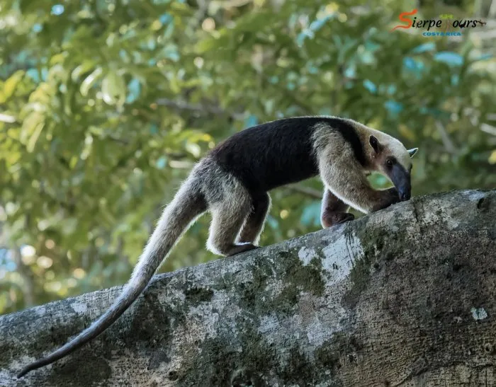 Corcovado National Park — San Pedrillo Station — real moment 5