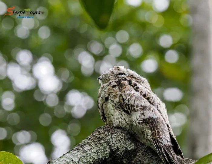 Sierpe River Wildlife Safari — real moment 6