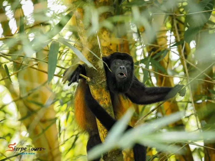 Mangrove & Beach Safari — real moment 3