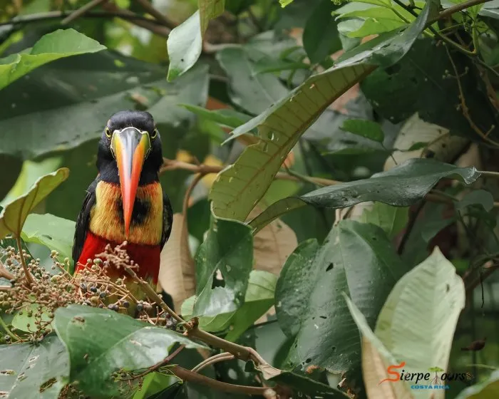 Corcovado National Park — Sirena Station — real moment 4